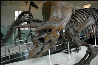 :Triceratops-skeleton01.jpg